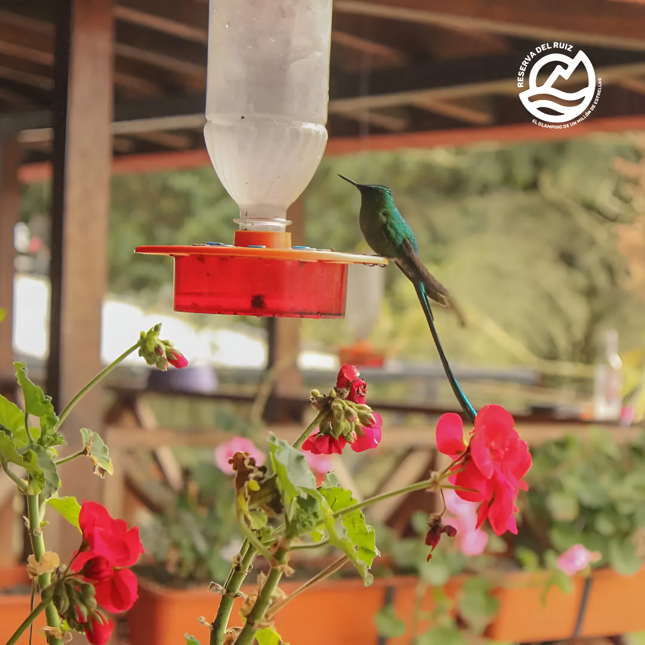 Colibríes glamping, Reserva del Ruiz